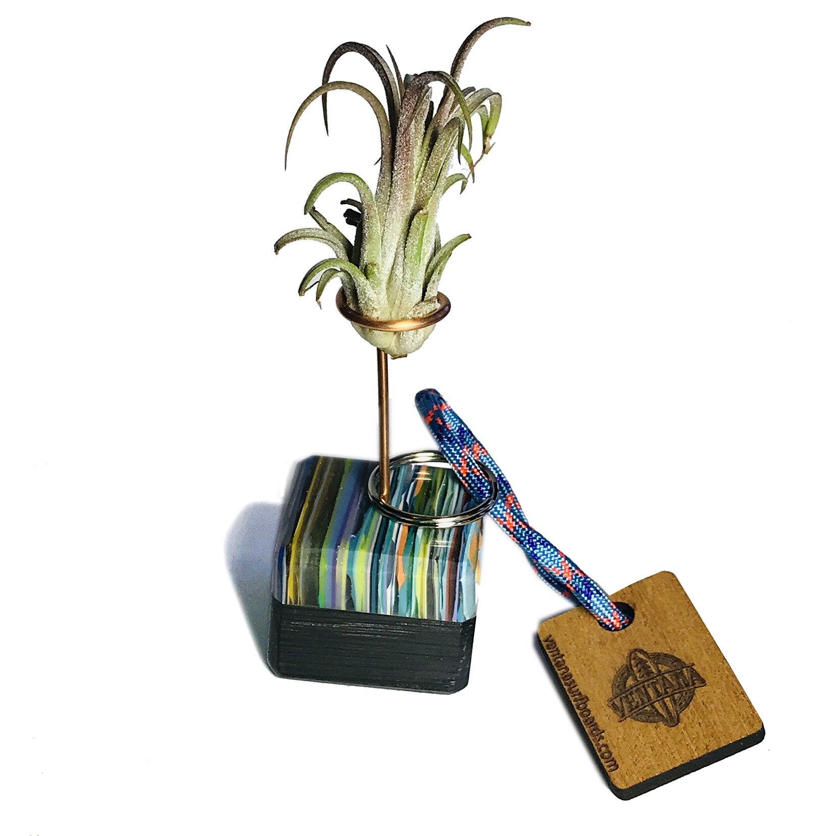 Plants - Ventana Air Wave Plants